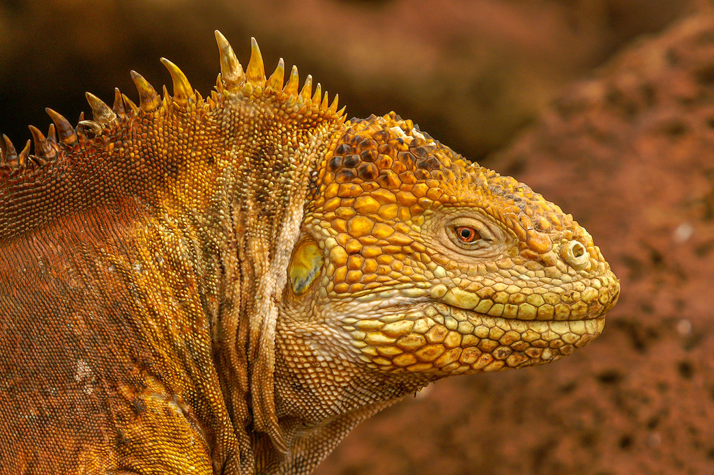 The Galapagos Islands Iguana is a unique species.